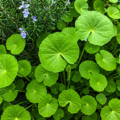 Harnessing Herbal Wisdom: The Health Benefits of Gotu Kola, Rosemary, and More