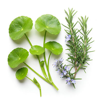 Unlocking Nature’s Secrets: The Surprising Benefits of Gotu Kola and Rosemary
