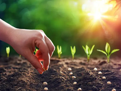 Unlocking Nature’s Remedies: A Deep Dive into Herbal Medicine and Healing Plants