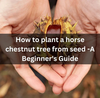 How to plant a horse chestnut tree from seed - A Beginner's Guide