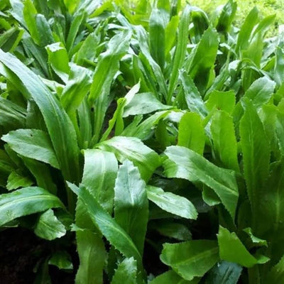 Discover the Wonders of Sawtooth Coriander: A Culinary and Horticultural Delight