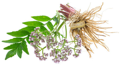 Valerian Root Benefits and Uses: A Natural Remedy for Better Sleep and Calm