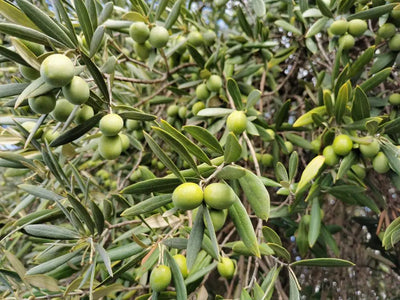 Gathering Olives: An Informative Manual on the Optimal Timing and Techniques for Olive Harvest
