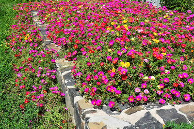 Moss Rose Seeds: How to Start, Grow & Enjoy Portulaca Grandiflora