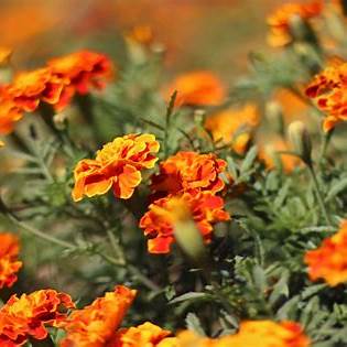 6 Plants You Should Deadhead in June for Nonstop Summer Blooms