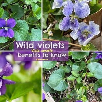Foraging Wood Sorrel (& Ways to Use It): A Comprehensive Guide to Oxalis acetosella