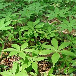 Cucumber Root (Medeola virginiana): A Comprehensive Foraging and Cultivation Guide