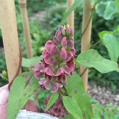 Hopniss (Apios americana): Foraging, Growing & Cooking the Native American Groundnut