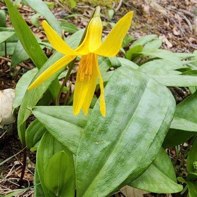 Trout Lily (Erythronium spp.): Spring Ephemeral Guide—Identification, Uses & Planting Tips