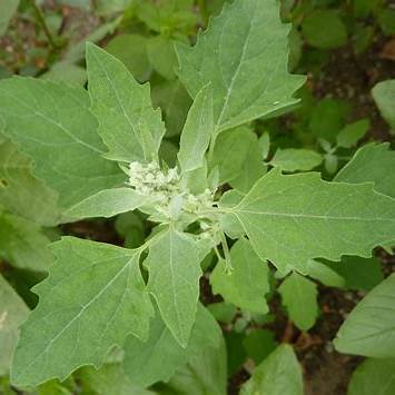 Lamb’s Quarters (Chenopodium album): The Ultimate Guide to This Edible Grain & Wild Spinach