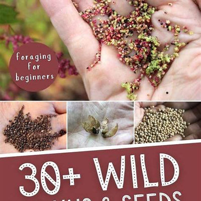 Wild Seed & Grain Guide: Foraging, Processing & Using Nature’s Staples