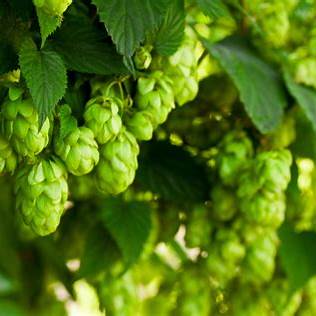 Growing Hops (Humulus lupulus): A Complete Guide to Planting, Training & Harvesting