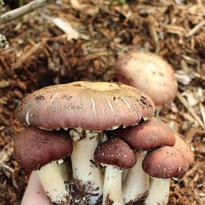 Beginner's Guide to Growing Mushrooms: From Kits to Permaculture