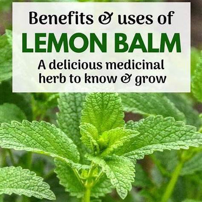 Lemon Balm (Melissa officinalis): Uses, Benefits & Growing Guide