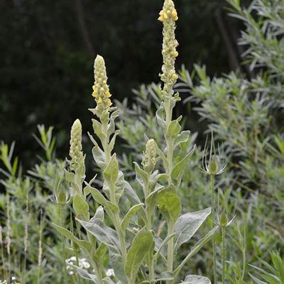 Mullein (Verbascum thapsus): Herbal Uses, Identification & DIY Remedies