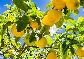 How to Grow Lemons from Seeds: A Beginner's Guide to Citrus from Scratch