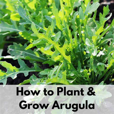 How to Grow Arugula: Your Comprehensive Guide to a Bountiful Harvest
