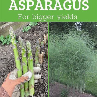 How to Grow Asparagus: Raise a Perennial Spring Bounty
