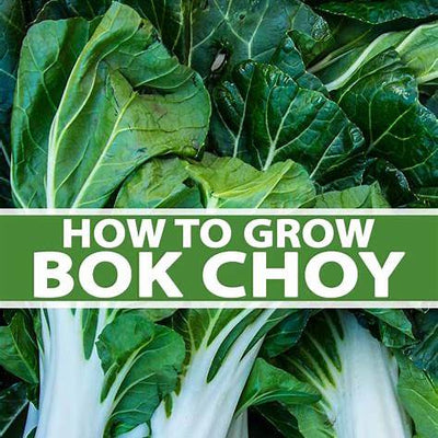 How to Grow Bok Choy: A Comprehensive Guide for a Bountiful Harvest