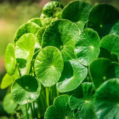 How to Grow Gotu Kola from Seed: A Guide to Thriving Centella asiatica