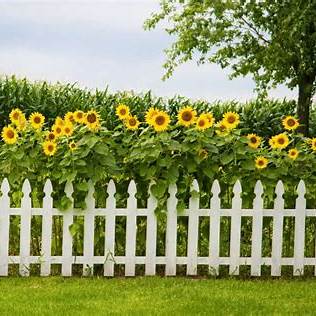 15 Creative Decorative Garden Fence Ideas: Blend Beauty & Function
