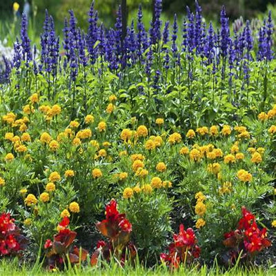 7 Beautiful Plants That Keep Pests Away Naturally