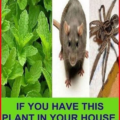 The Houseplant That Naturally Repels Mice, Spiders, and Ants: Your Eco-Friendly Secret Weapon