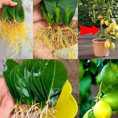 the Secrets of Growing Lemon and Citrus Plants from Leaves (and What Works Better!)