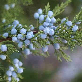 Juniper (Juniperus communis): Nature’s Quiet Healer and Ancient Ally