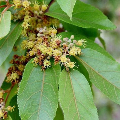 Guazuma Ulmifolia: Nature’s Overlooked Healer and Its Timeless Health Benefits