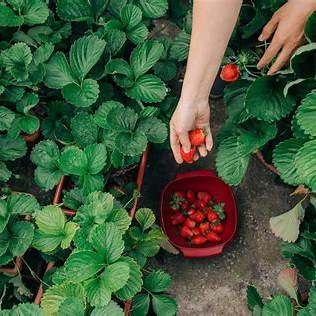 The Hidden Power of Strawberry Leaves: home herbal remedies and plant-based wellness