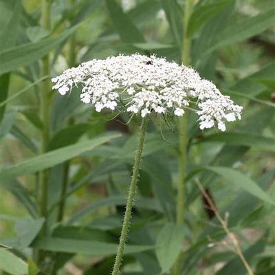 The Secret Life of Wild Carrot (Queen Anne’s Lace): A Comprehensive Guide to Benefits, Uses, and Warnings
