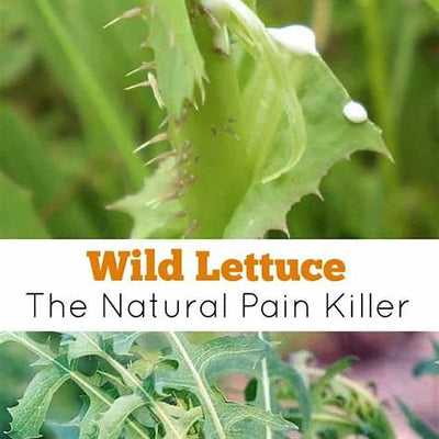 Wild Lettuce Extract: Unearthing Nature’s Forgotten Pain Remedy