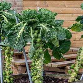 Unlock the Secrets to Growing Brussels Sprouts at Home