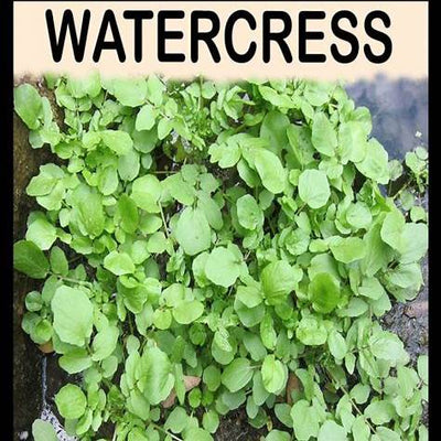 The Ultimate Guide to Growing Watercress: Cultivate Nutrient-Dense Greens at Home