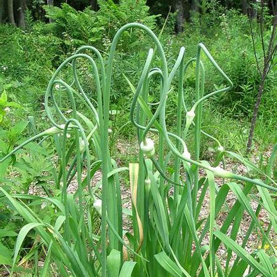 Growing Garlic from Seed: A Comprehensive Guide to Establishing a Perennial Garlic Patch