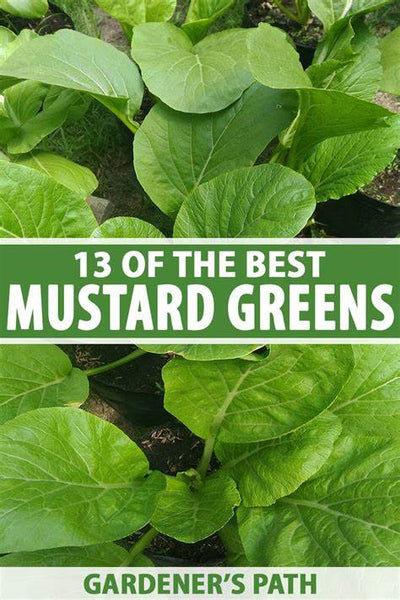 The Ultimate Guide to Growing Organic Mustard Greens (Cai Xanh)