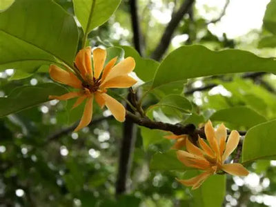 Champaca (Magnolia champaca): fragrance-forward uses, folklore claims, and safe ways to enjoy it