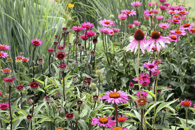 From Garden to Cup: Sustainable Practices for Growing Medicinal Herbs at Home