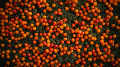 Harnessing the Power of Hawthorn: Identification, Uses & Benefits (Crataegus spp.)