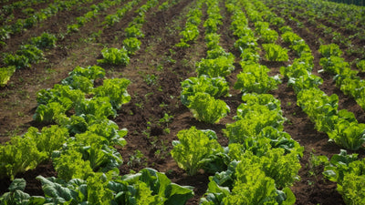 How to Grow Lettuce From Scraps: Your 2025 Guide to Sustainable Homegrown Greens