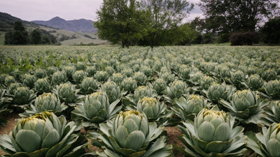 Growing Artichokes: The Complete Guide to Planting, Care, and Harvesting
