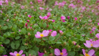 Identifying Purslane (& Ways to Use It): A Comprehensive Guide