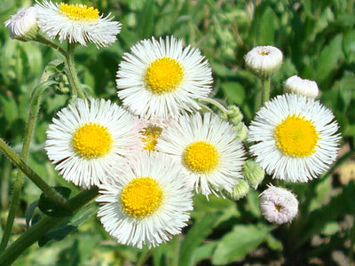 The Ultimate Guide to Daisy Fleabane: Growing, Benefits, and Uses