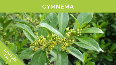 Discover the Powerful Benefits of Gymnema Sylvestre Leaf Tea: A Comprehensive Guide