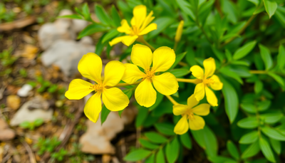 Unlocking the Mysteries of Champaca Fasciculata: Culinary Uses, Health Benefits, and More