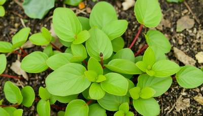 Unlocking the Garden Power of Purslane: A Deep Dive into Its Nutritional, Ecological, and Culinary Benefits