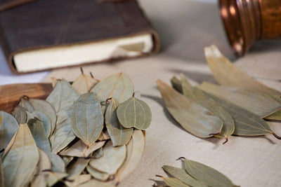 Urban Herbalism: How to Grow Healing Plants in Your Own Backyard