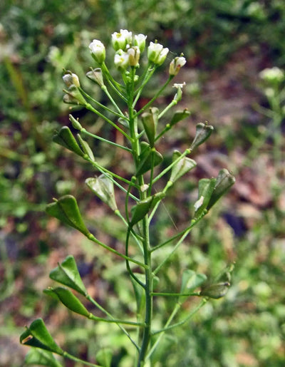 Alternate Name for Shepherd’s Purse and its Health Benefits