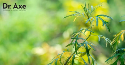 The Ancient Herb Artemisia Annua